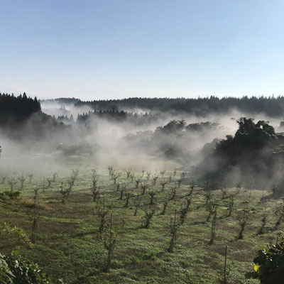 朝霧立つりんご畑